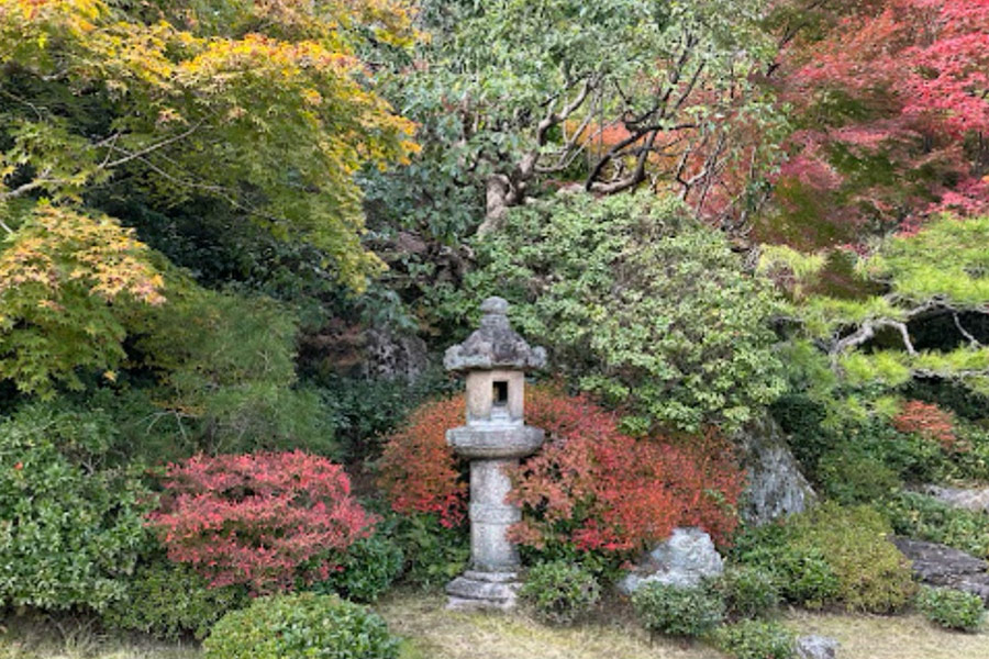 trees and shrubs with colorful foliage