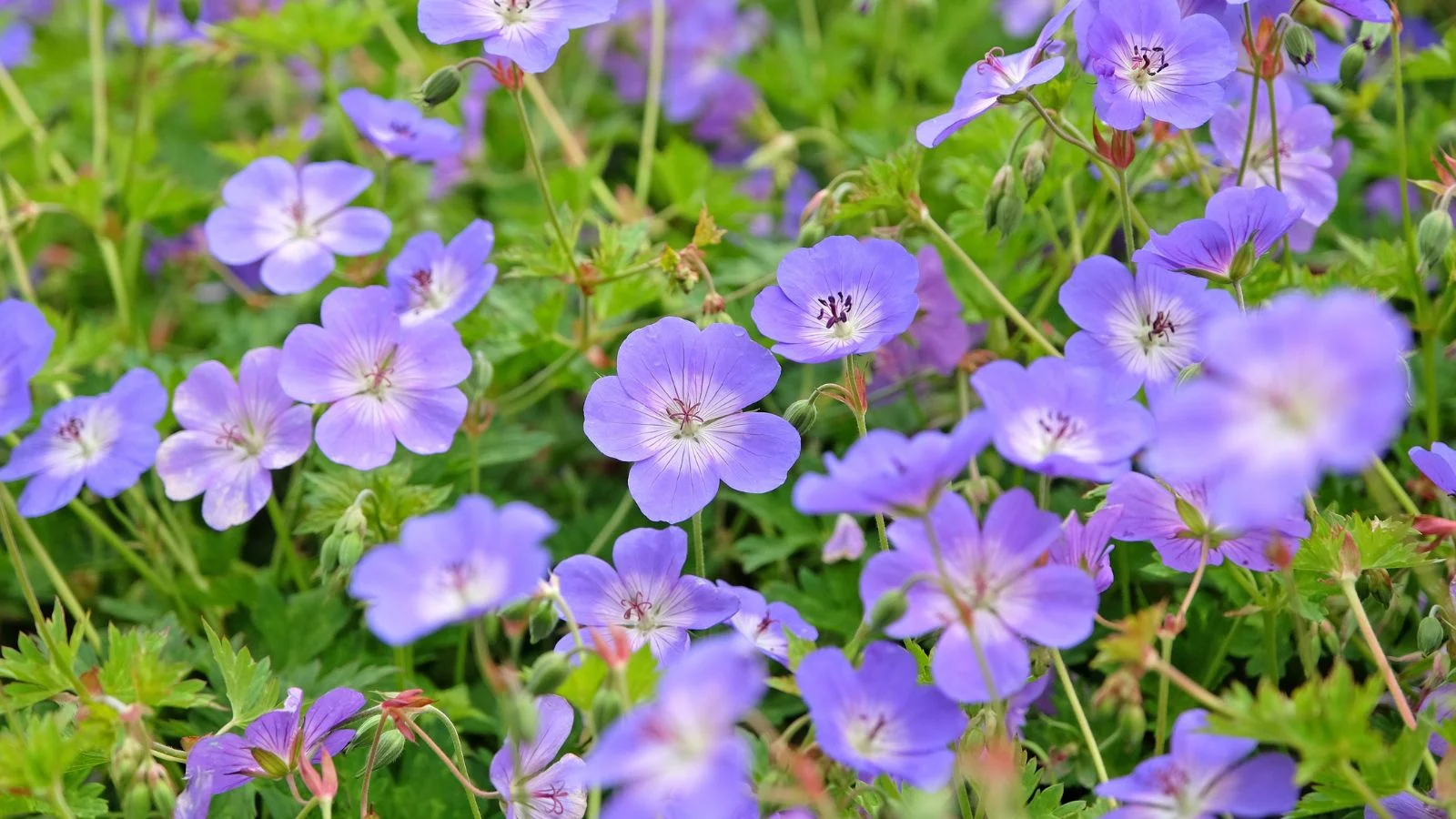 a close-up and overhead shot of a group of purple colored blooms, alongside green stems and leaves, all situated in a well lit area outdoors