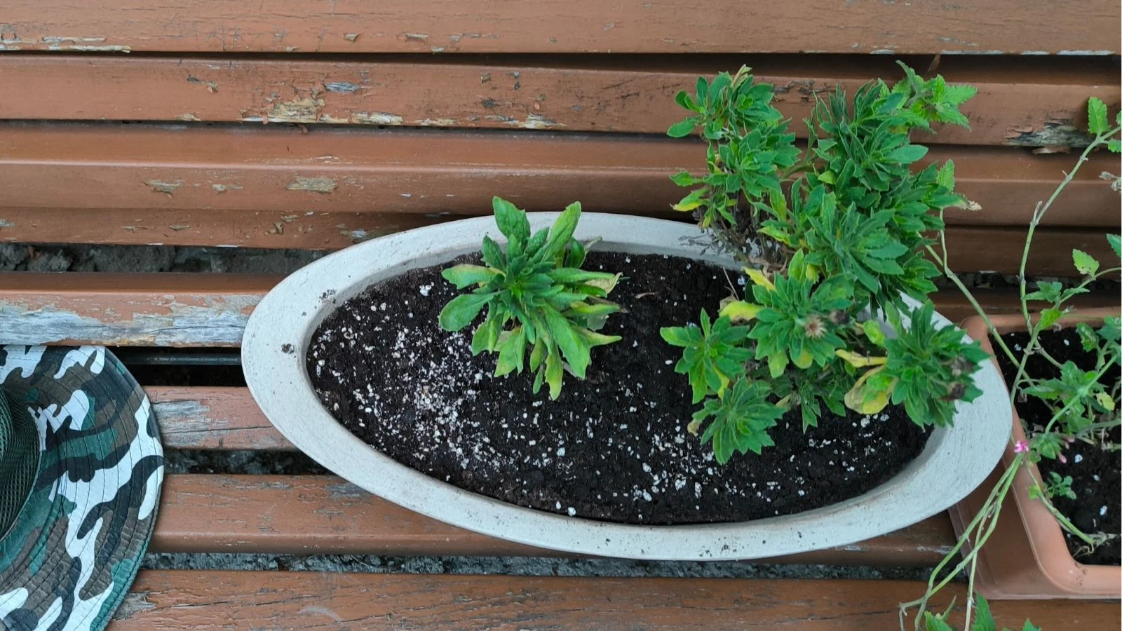 an overhead shot of a potted seedling of a flowering plant, placed on a wooden bench alongside other plants