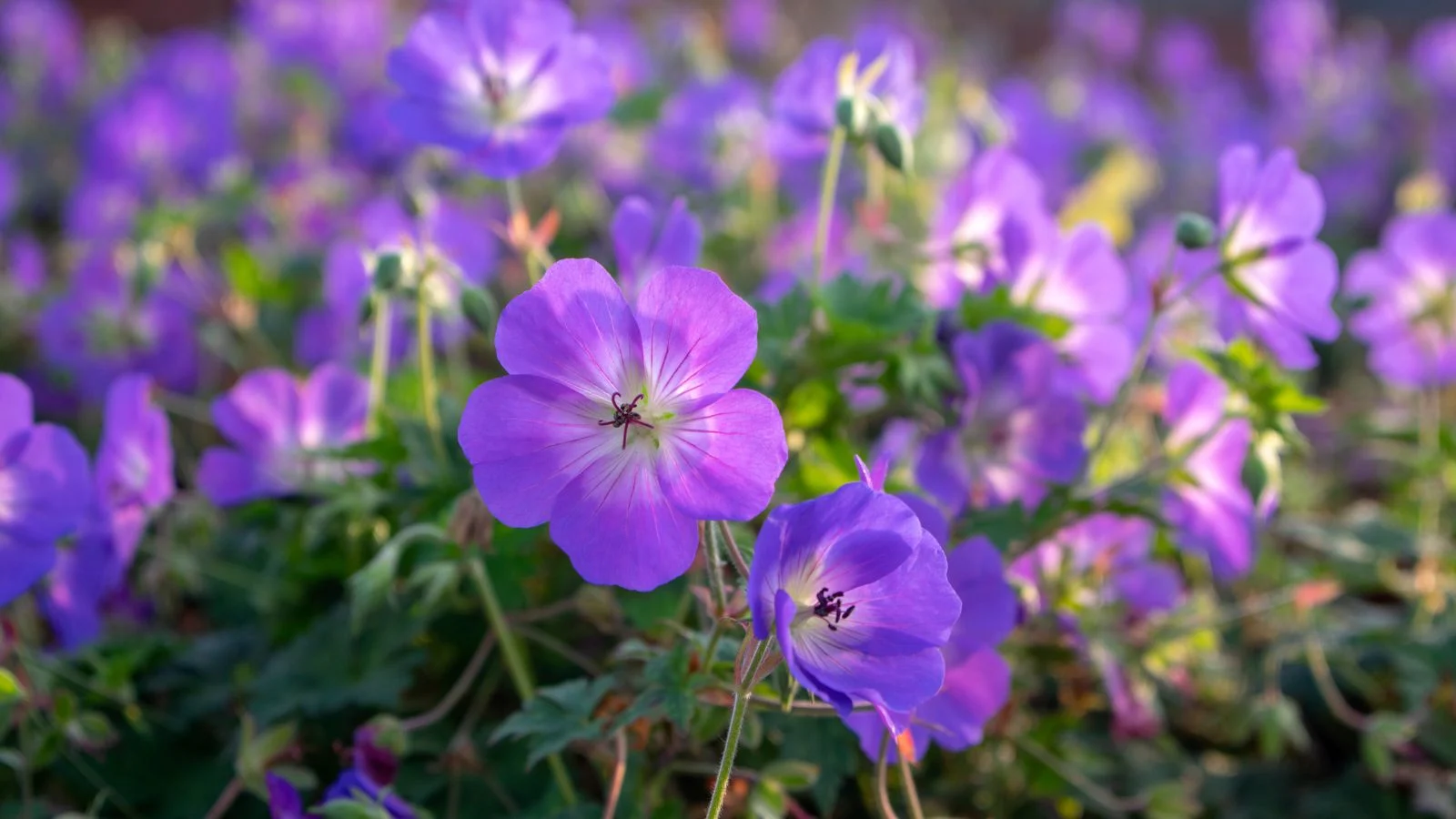 a close-up shot of a large group of delicate purple colored blooms, basking in dappled sunlight outdoors