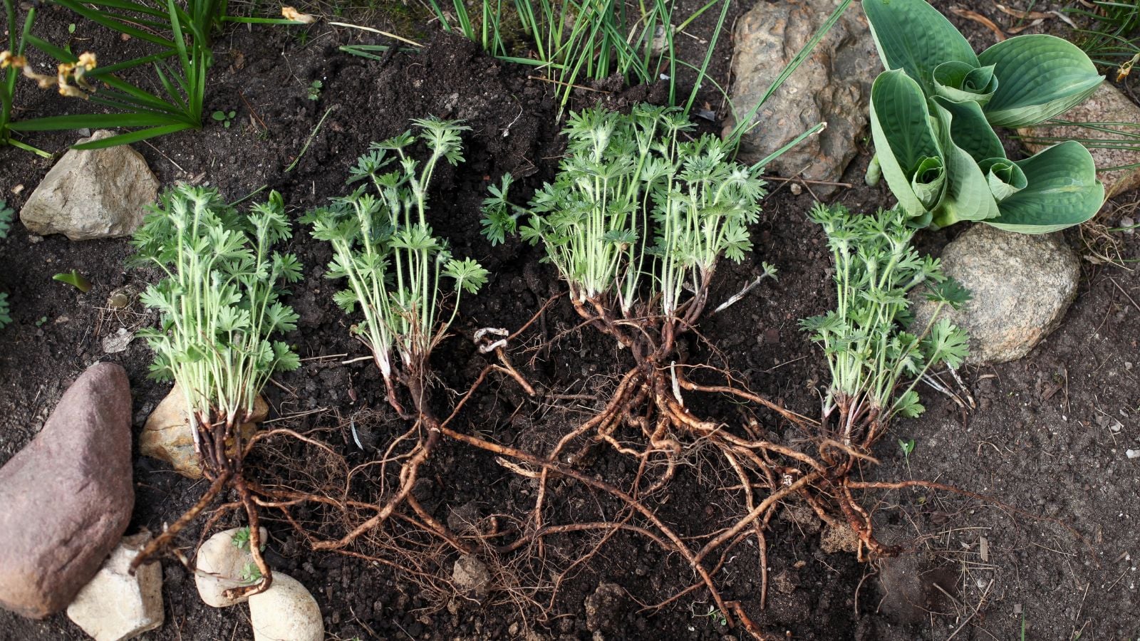a close-up and overhead shot of several divided roots and stems of a flowering plant, placed on rich soil outdoors