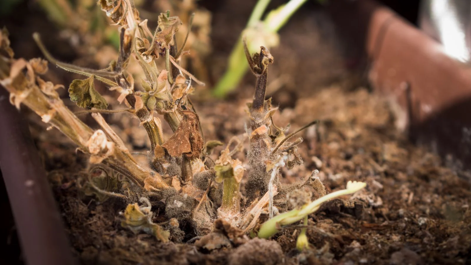a close-up shot of a small group of rotted and dried stems and roots of a flowering plant, all placed on a large rectangular planter