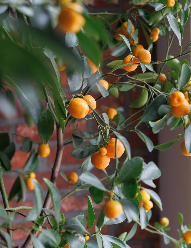 vegetable adobo with