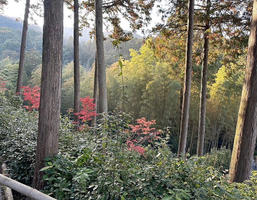 fall foliage around path to japanese temple