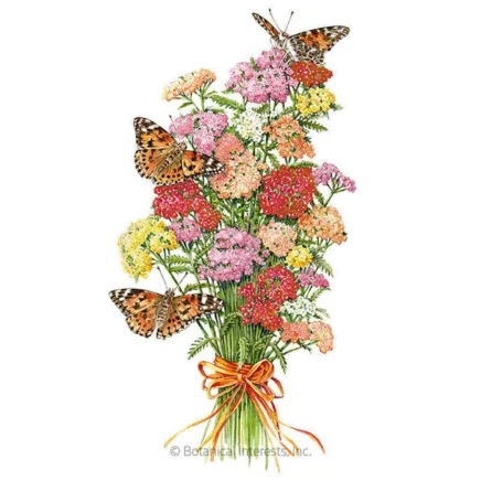 colorado blend yarrow seeds