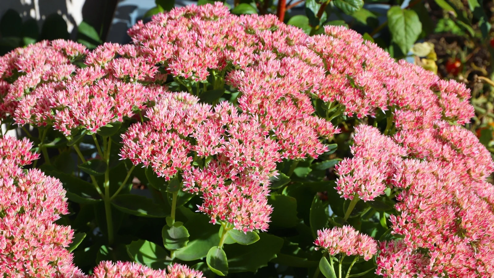 a wide cluster of tiny pink star-shaped flowers covering a broad, flat head with thick green leaves visible below.