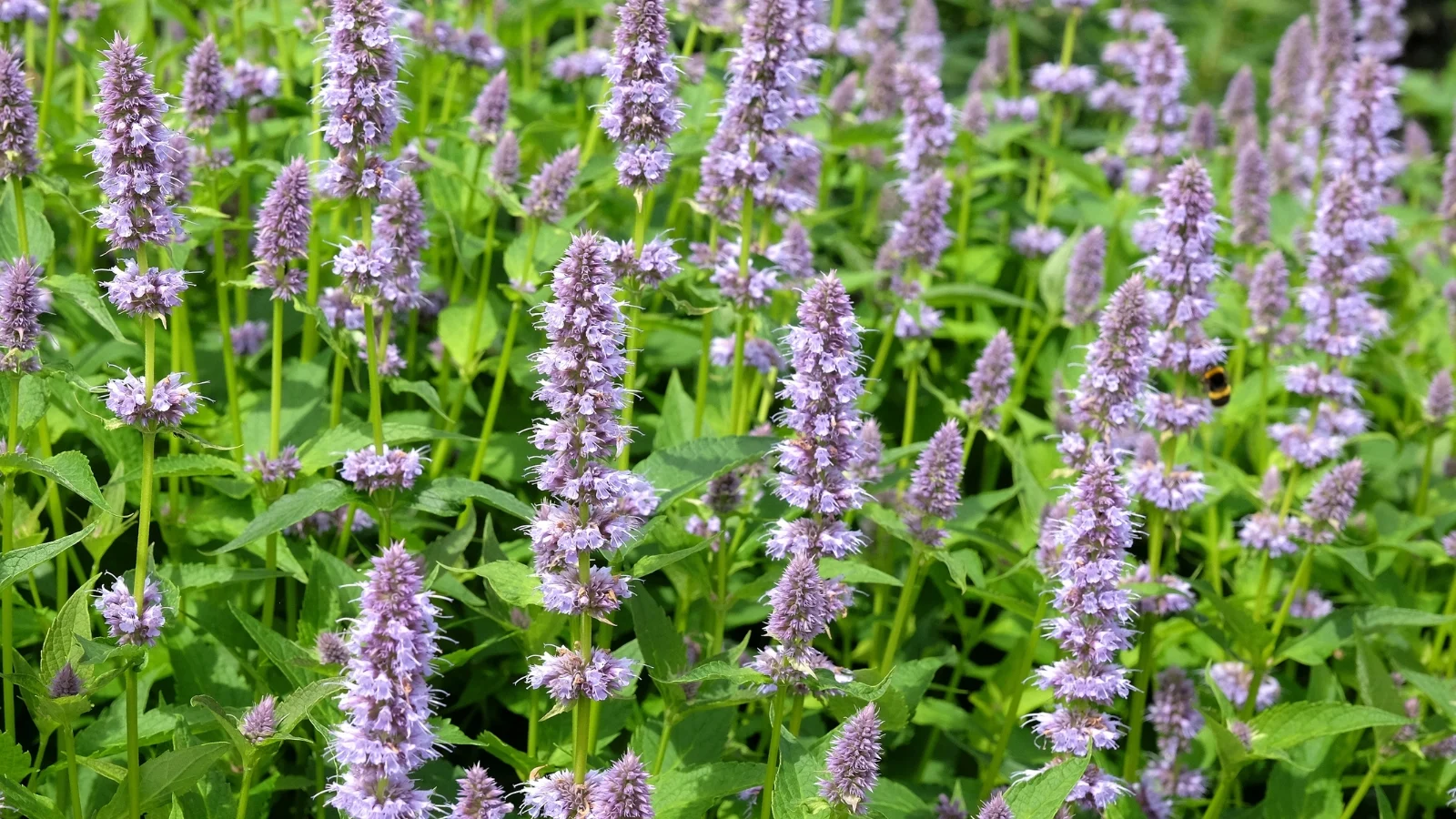 a shot of a small group of tall purple colored flower clusters, all growing on tall green stems in a well lit area outdoors