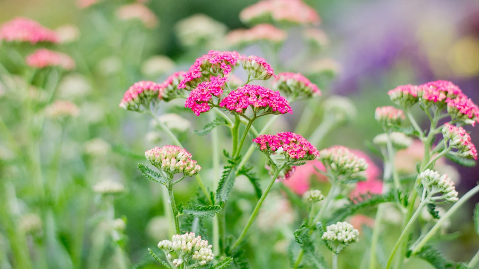 flat-topped clusters of small, vibrant flowers in shades of pink are complemented by finely divided, feathery green leaves.