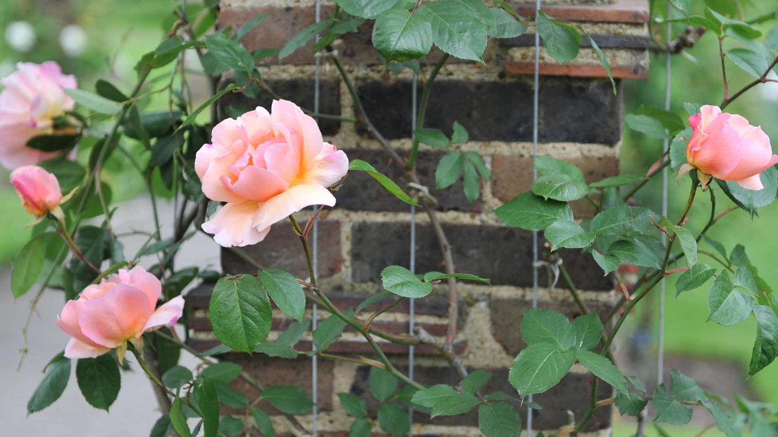 a close-up shot of delicate, pink colored, delicate petals of a climbing tea rose flower and its green vines, all supported by thin wires on a brick column