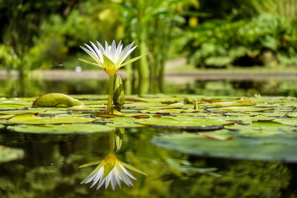how backyard ponds improve garden biodiversity and relaxation