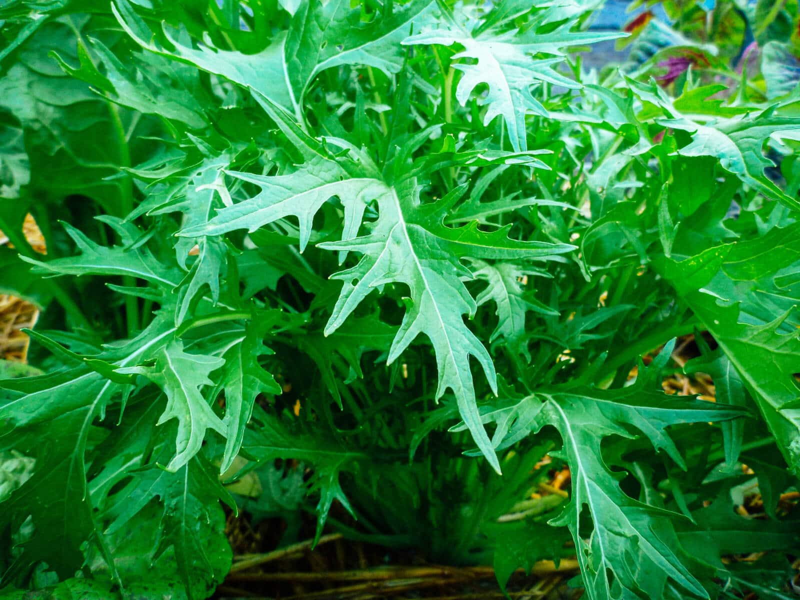 mitstuba is one of the asian mustard greens that grow in partial shade