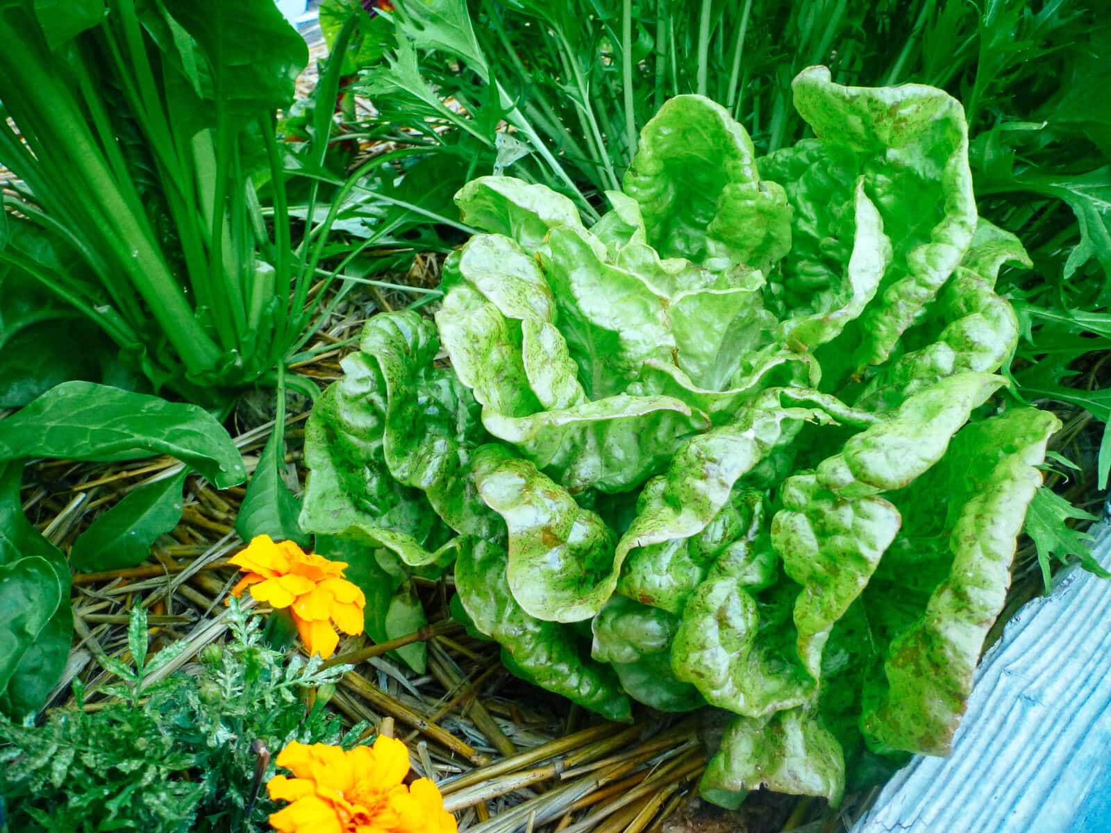loose-leaf speckled lettuce