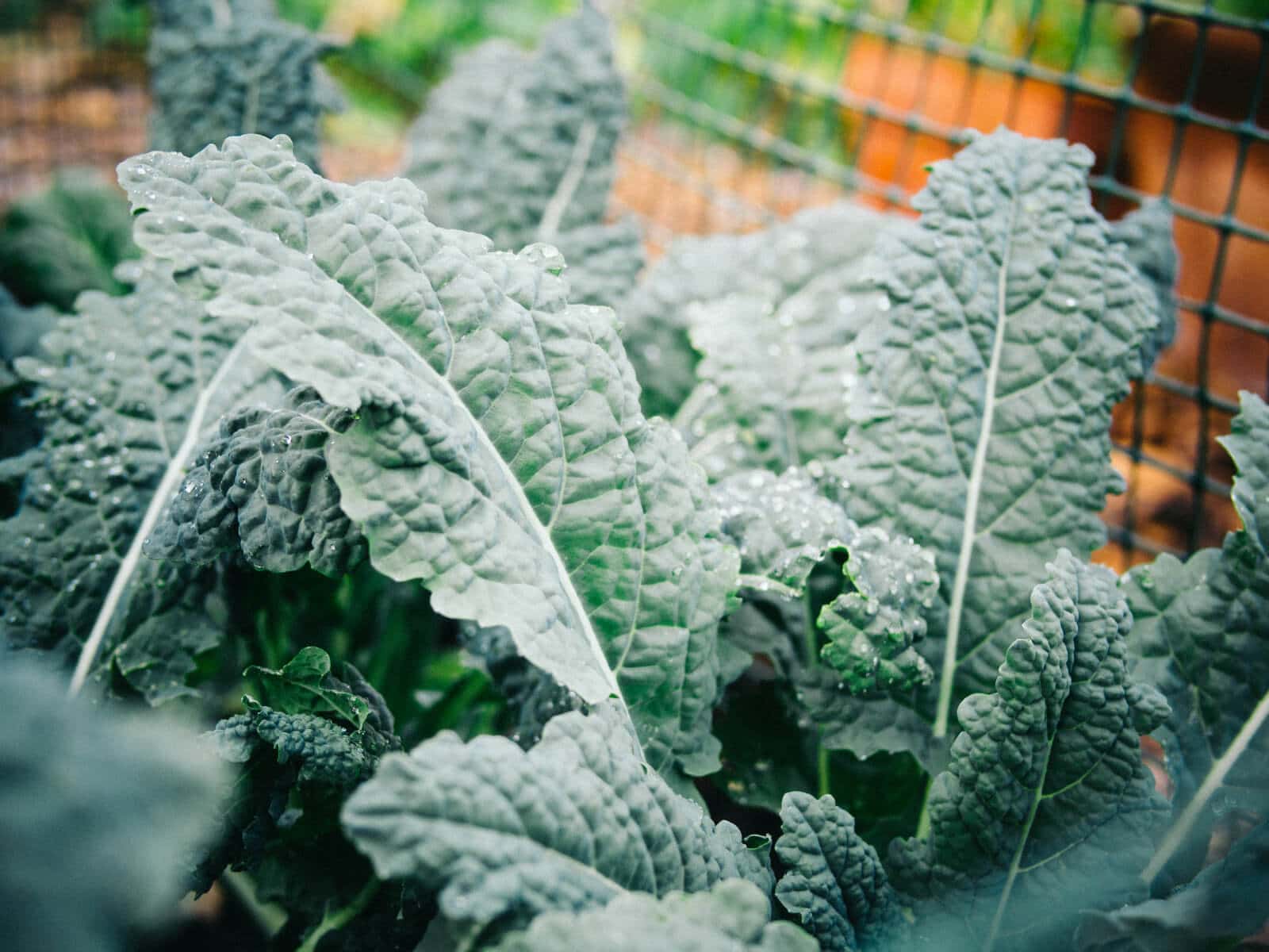 nero toscana (dinosaur) kale in the garden
