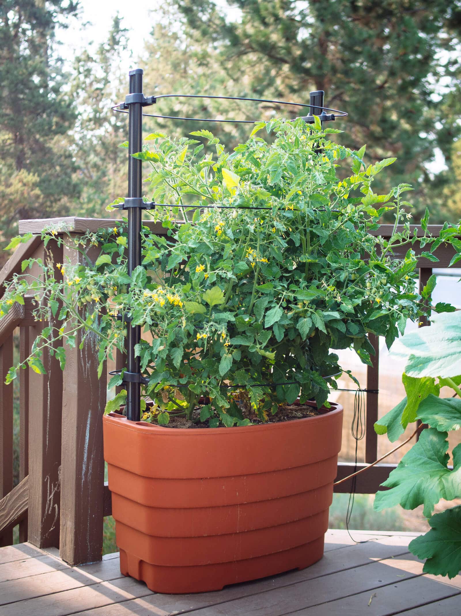determinate tomatoes grown in a container