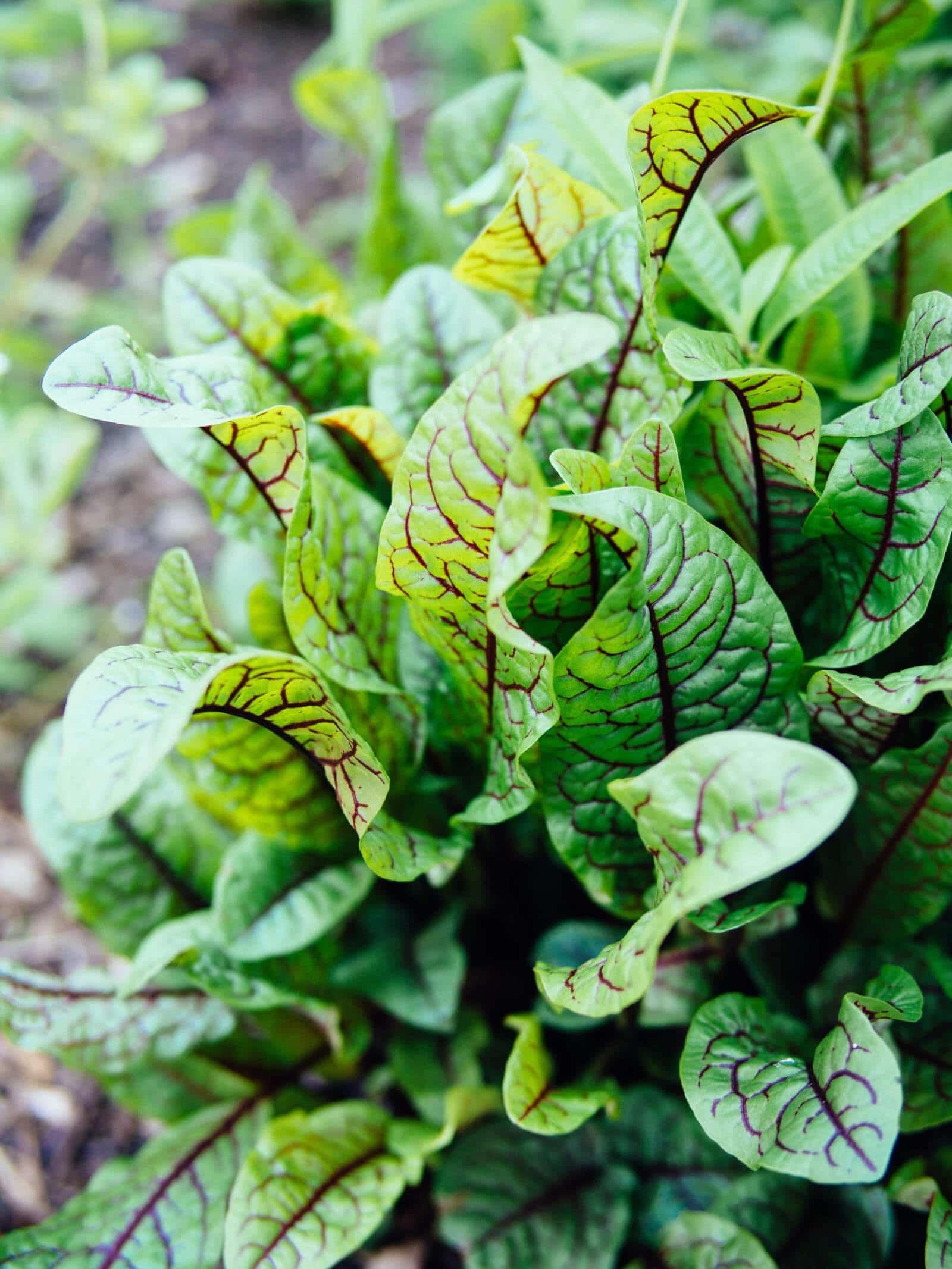 red-veined sorrel (bloody dock) is a leafy green that grows in shade