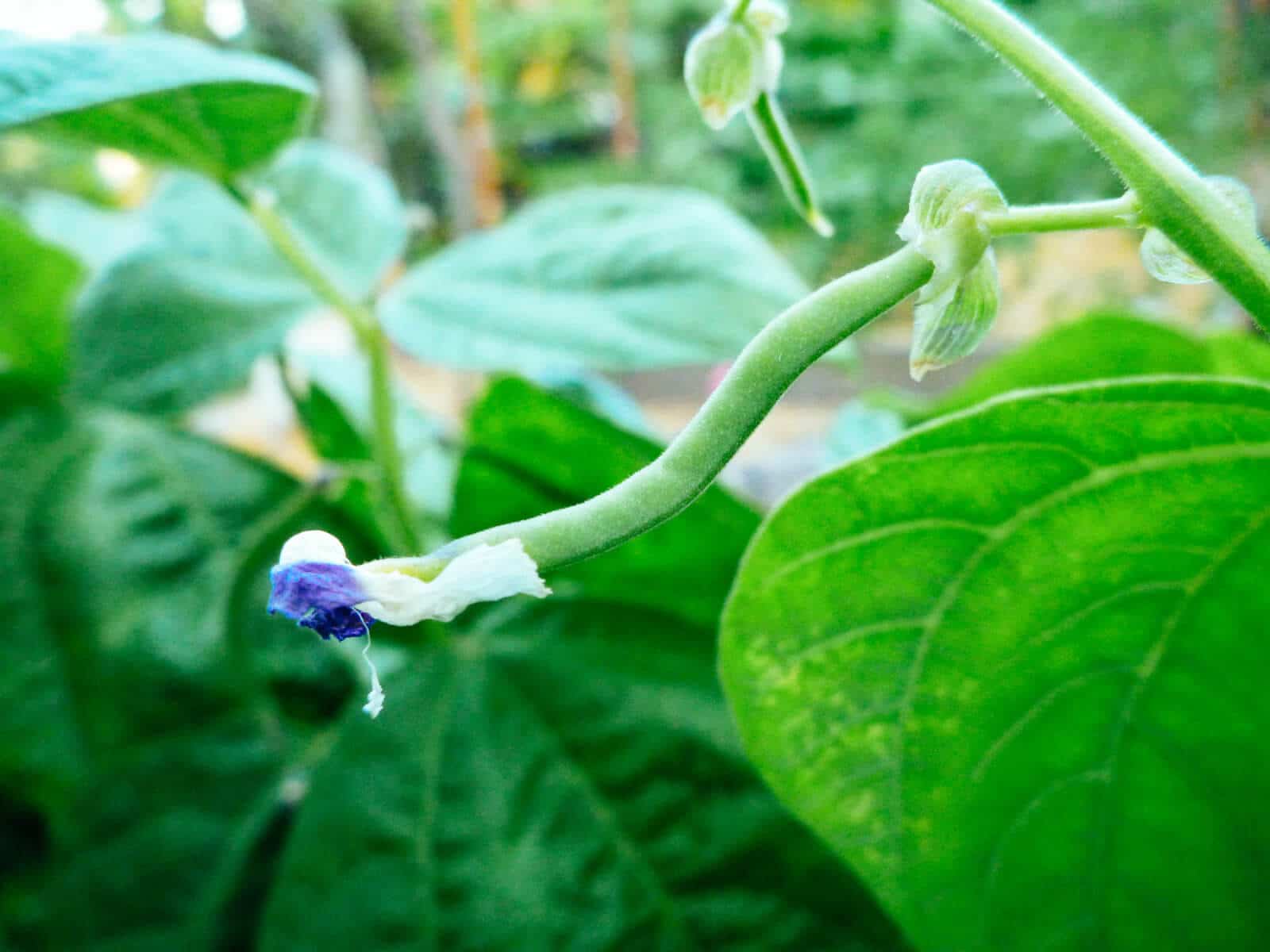 bush beans are one of the fruit-setting vegetables that tolerate less light