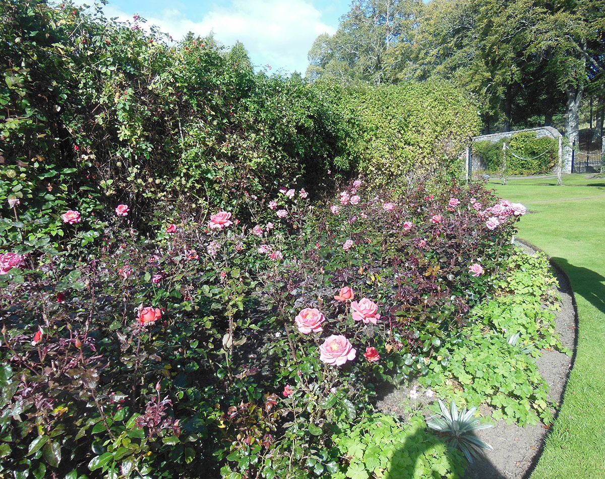 pink shrub roses along hedge