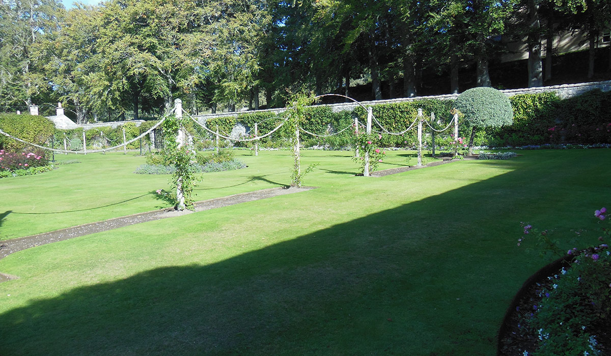 climbing roses not in bloom