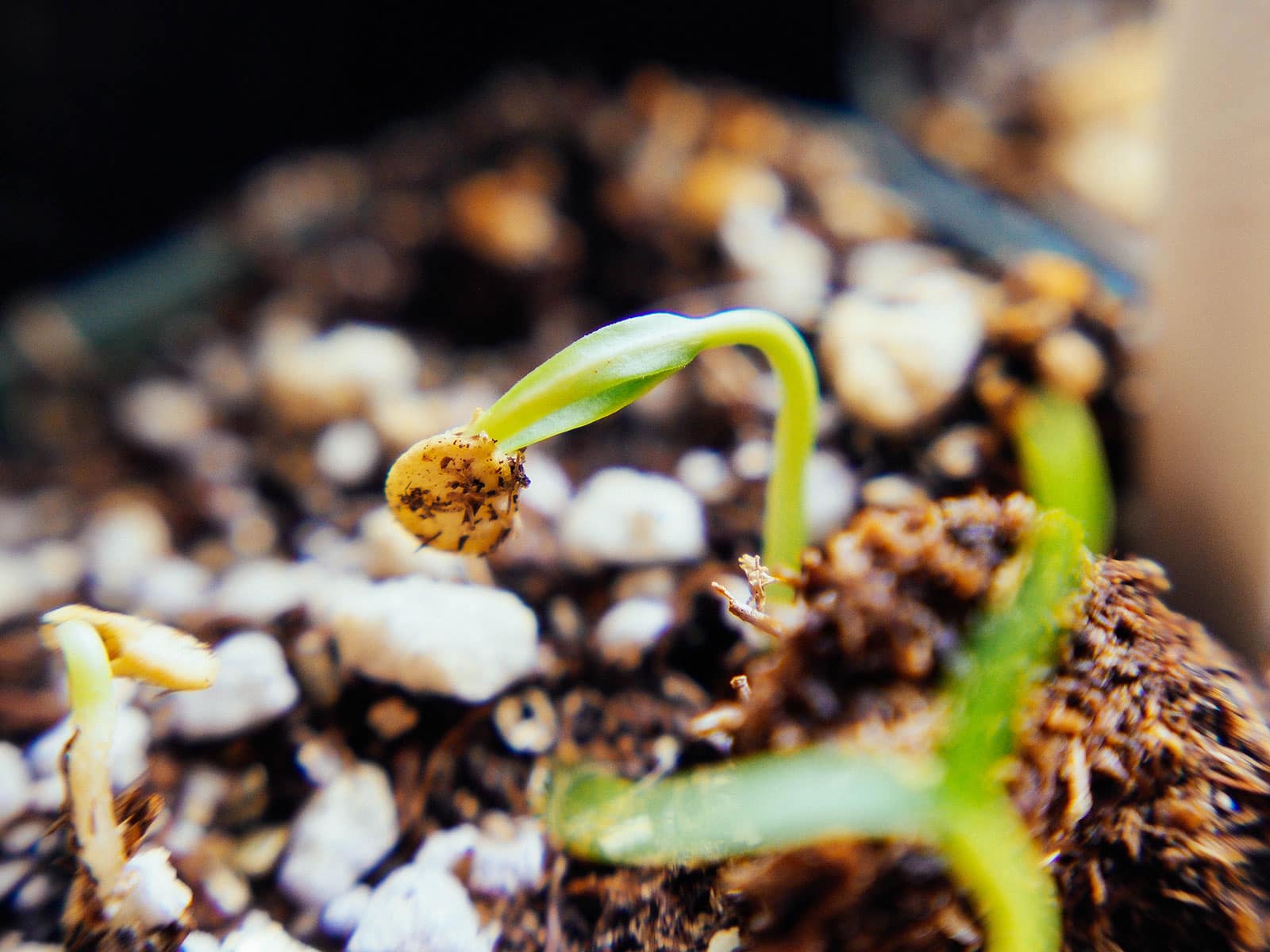 pepper seed germinating in seed starting mix
