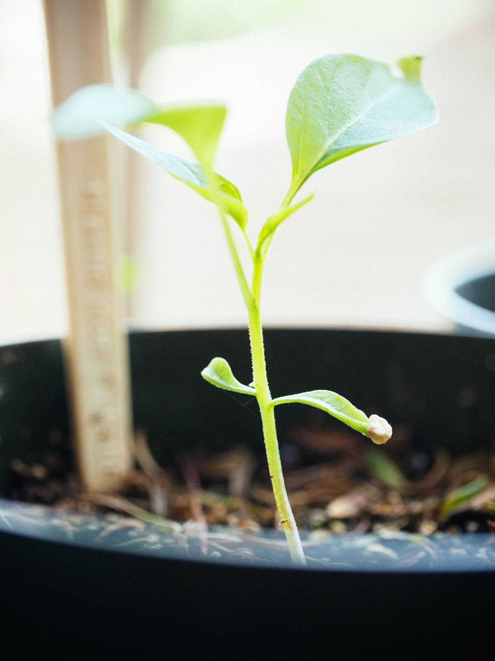pepper seedling in a small pot with two sets of true leaves
