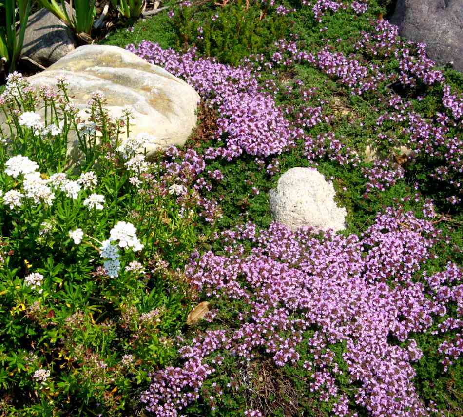 grow creeping thyme
