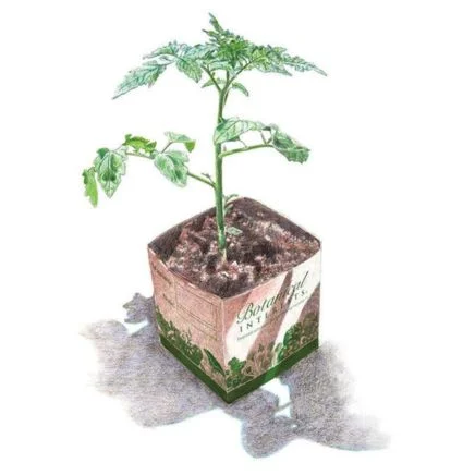 fortamino rootstock tomato seeds
