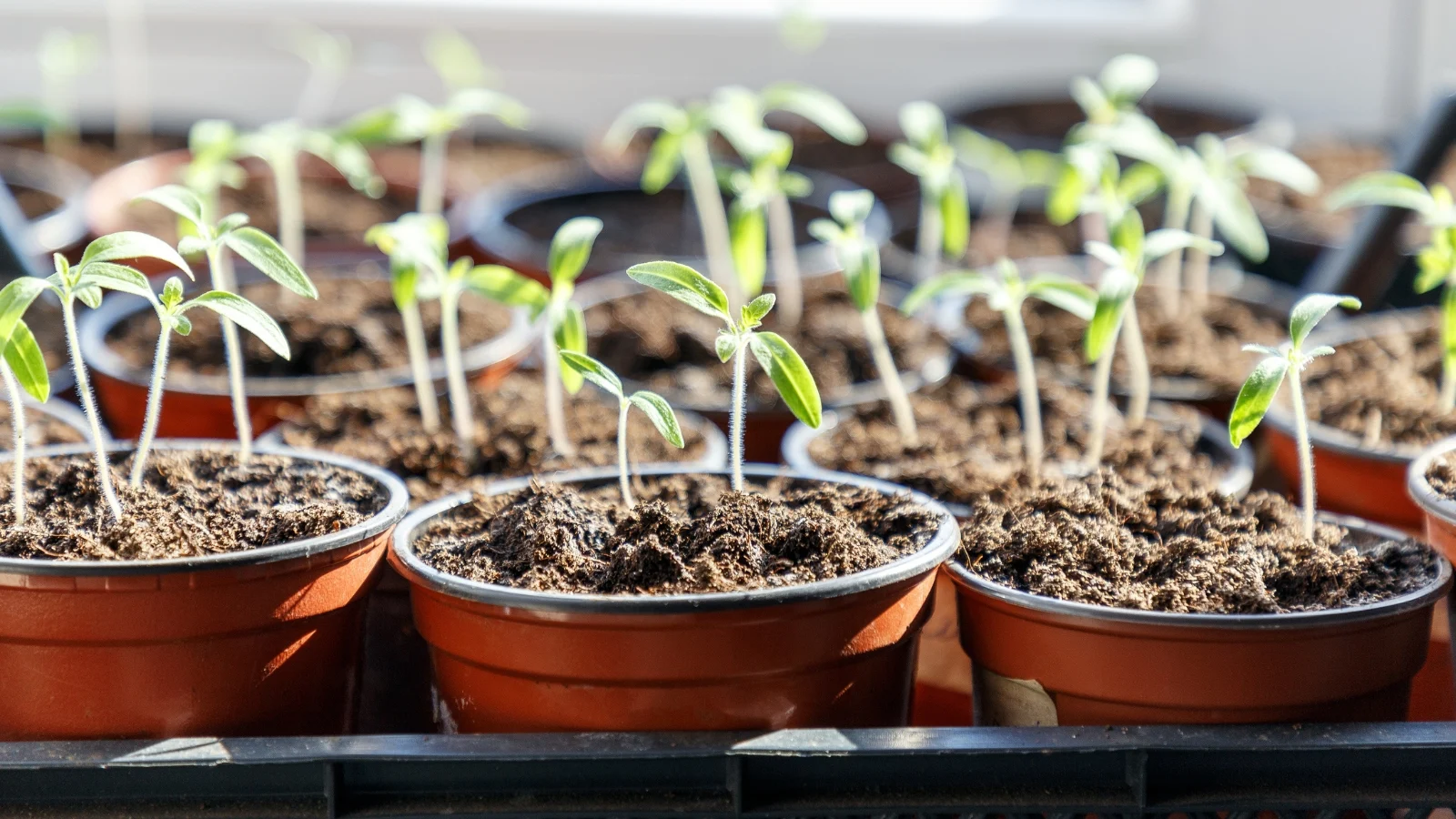 close-up of numerous fruit-bearing seedlings in plastic brown pots, placed on a sunny area
