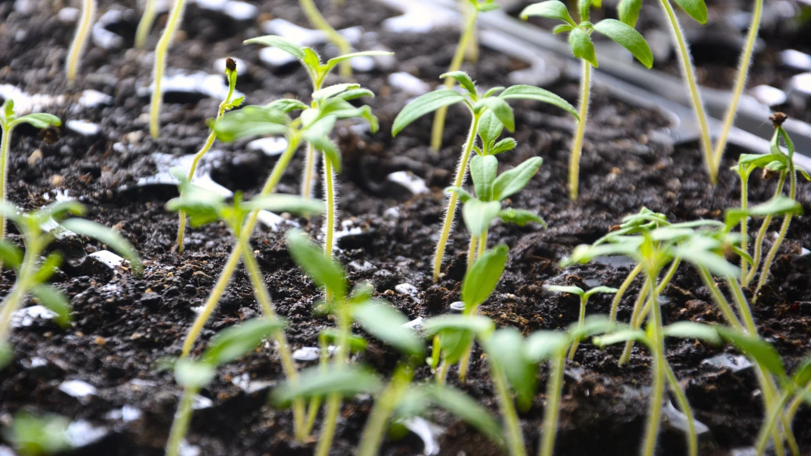 tiny seedlings  with thin slightly hairy stems and pairs of leaves emerging in a black plastic starter tray with soil.