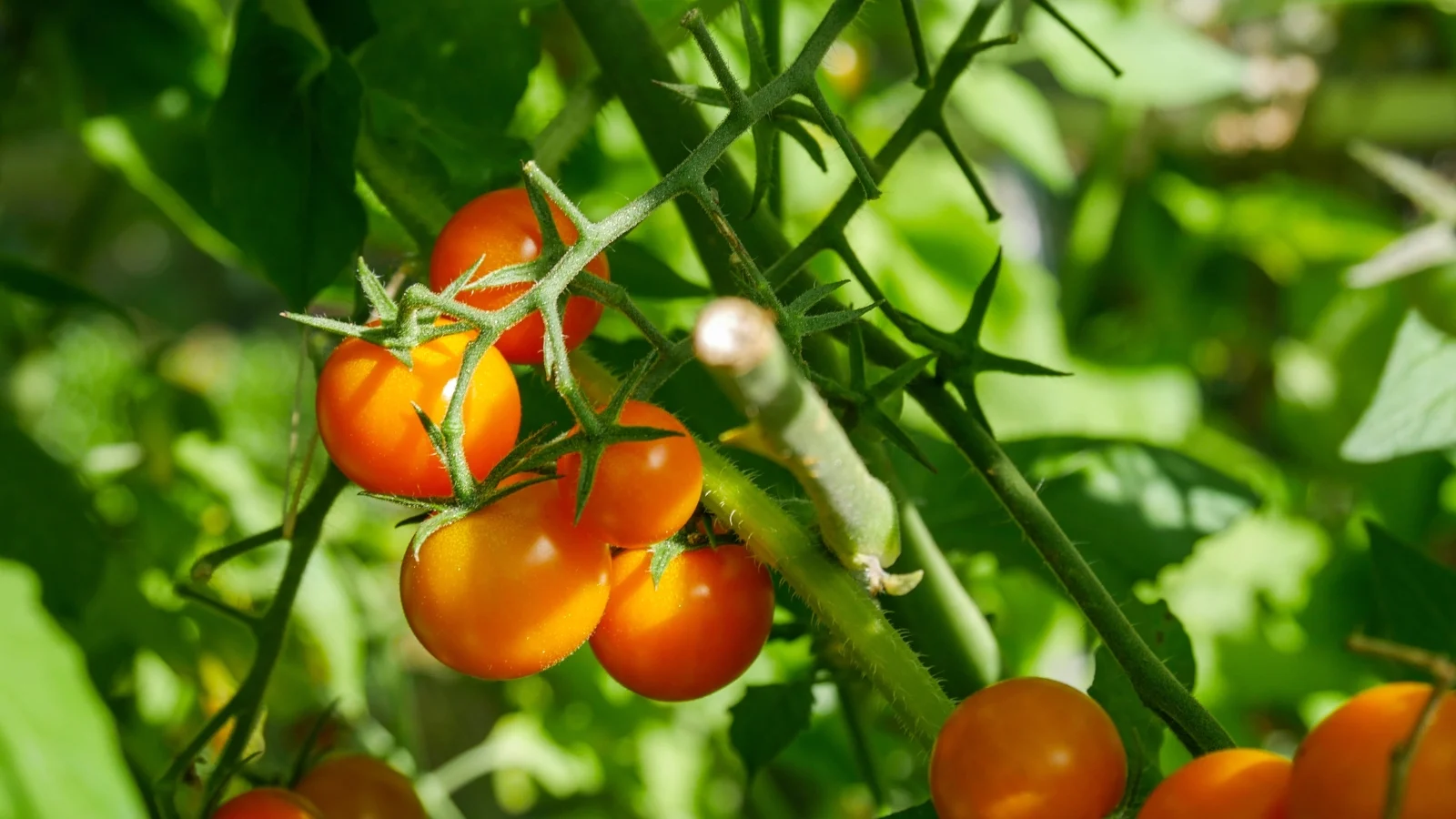 delicate, feathery foliage with clusters of small, round, golden-orange fruits with thin, shiny skin.