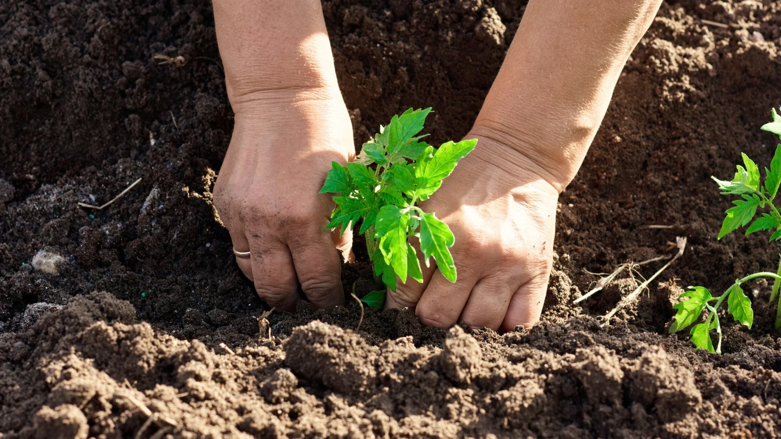 a woman’s hands gently transplanting a young seedling with vibrant, serrated leaves in rich, dark brown loose soil under bright sunlight.
