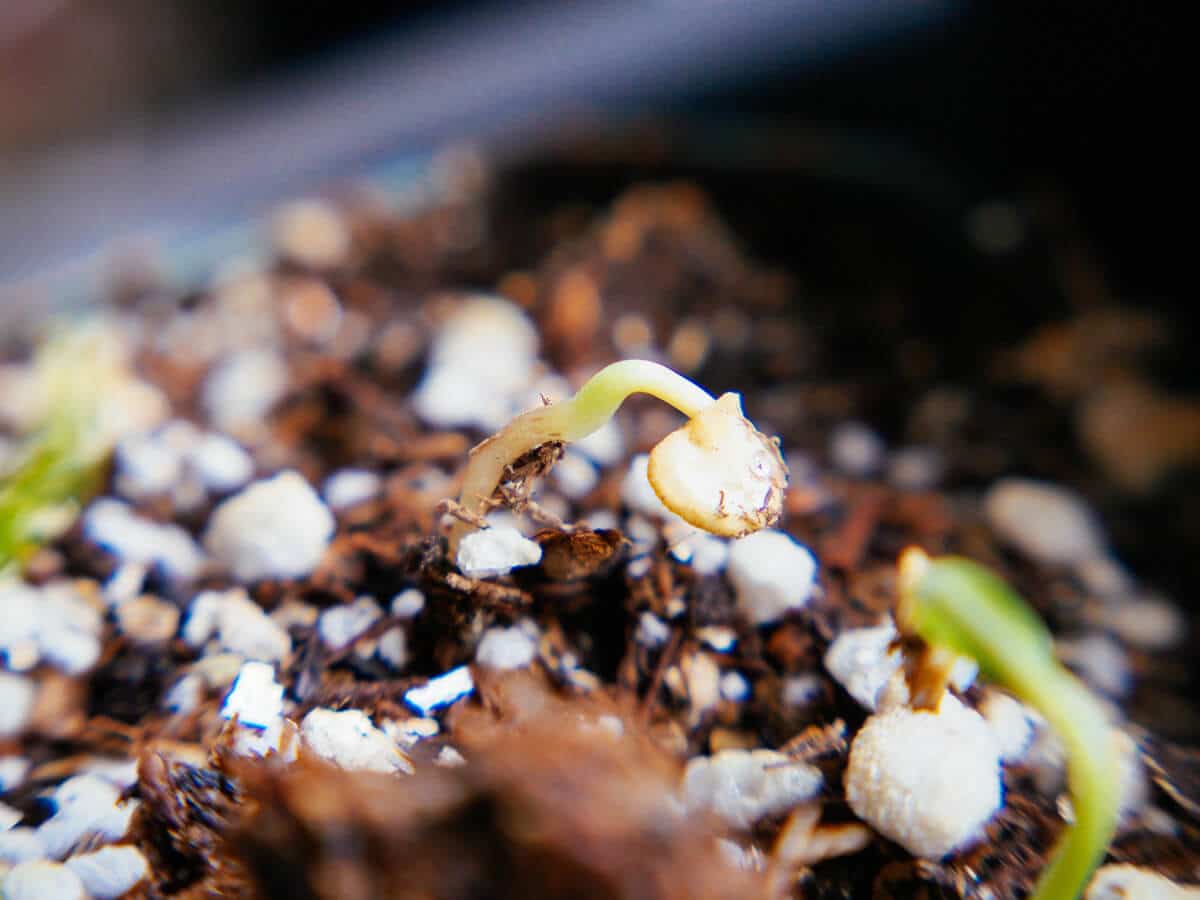 germinated seed