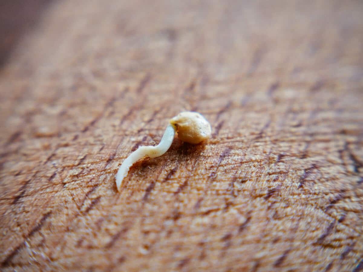 radicle emerging from seed coat