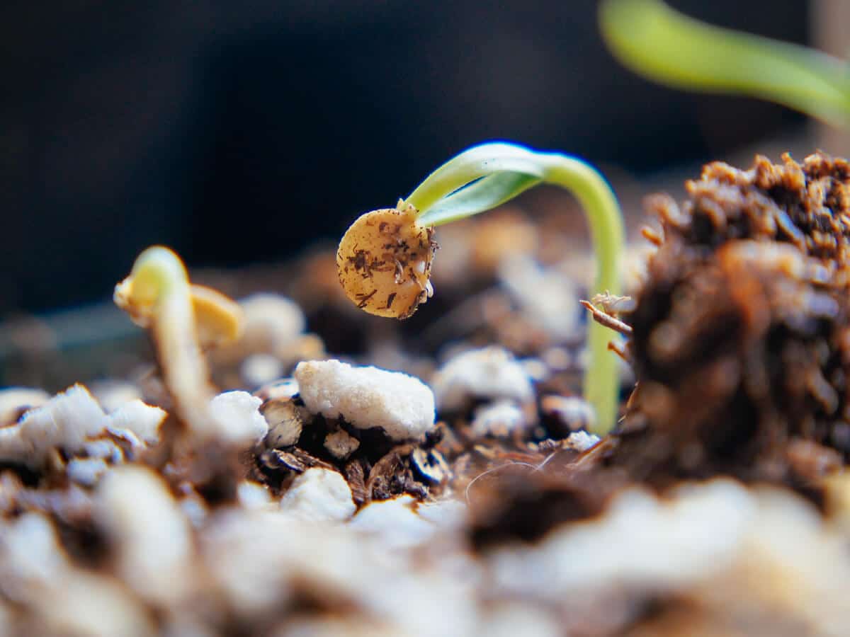cotyledons starting to unfurl