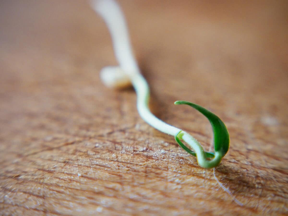 cotyledons emerging from seed