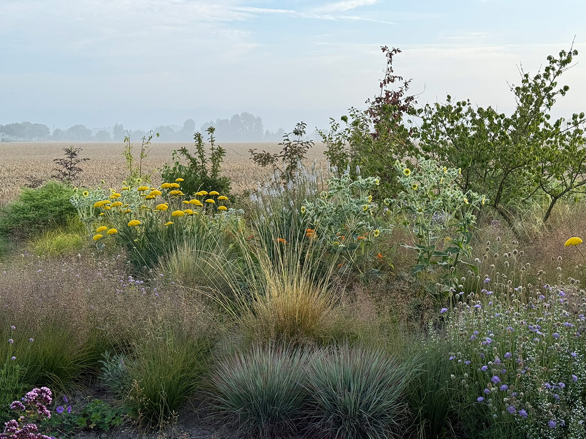 gpod on the road: tom de witte's new home garden in the netherlands 27 garden with lots of grasses