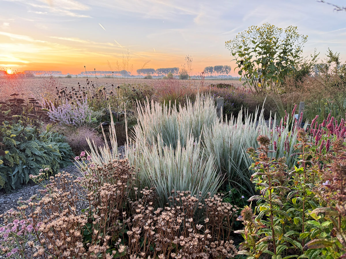 gpod on the road: tom de witte's new home garden in the netherlands 30 garden with white foliage plant