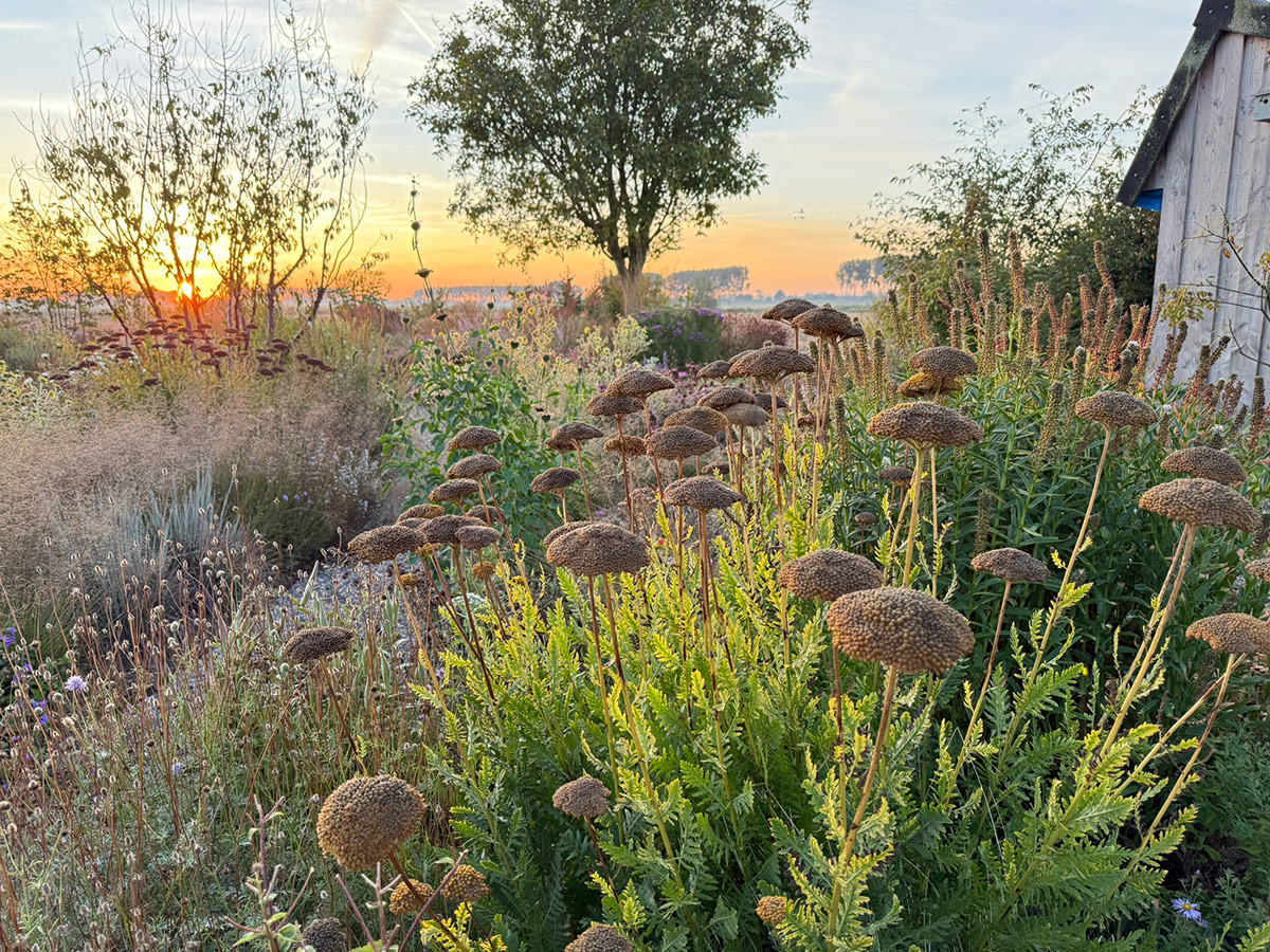 gpod on the road: tom de witte's new home garden in the netherlands 32 garden with seed heads in the foreground