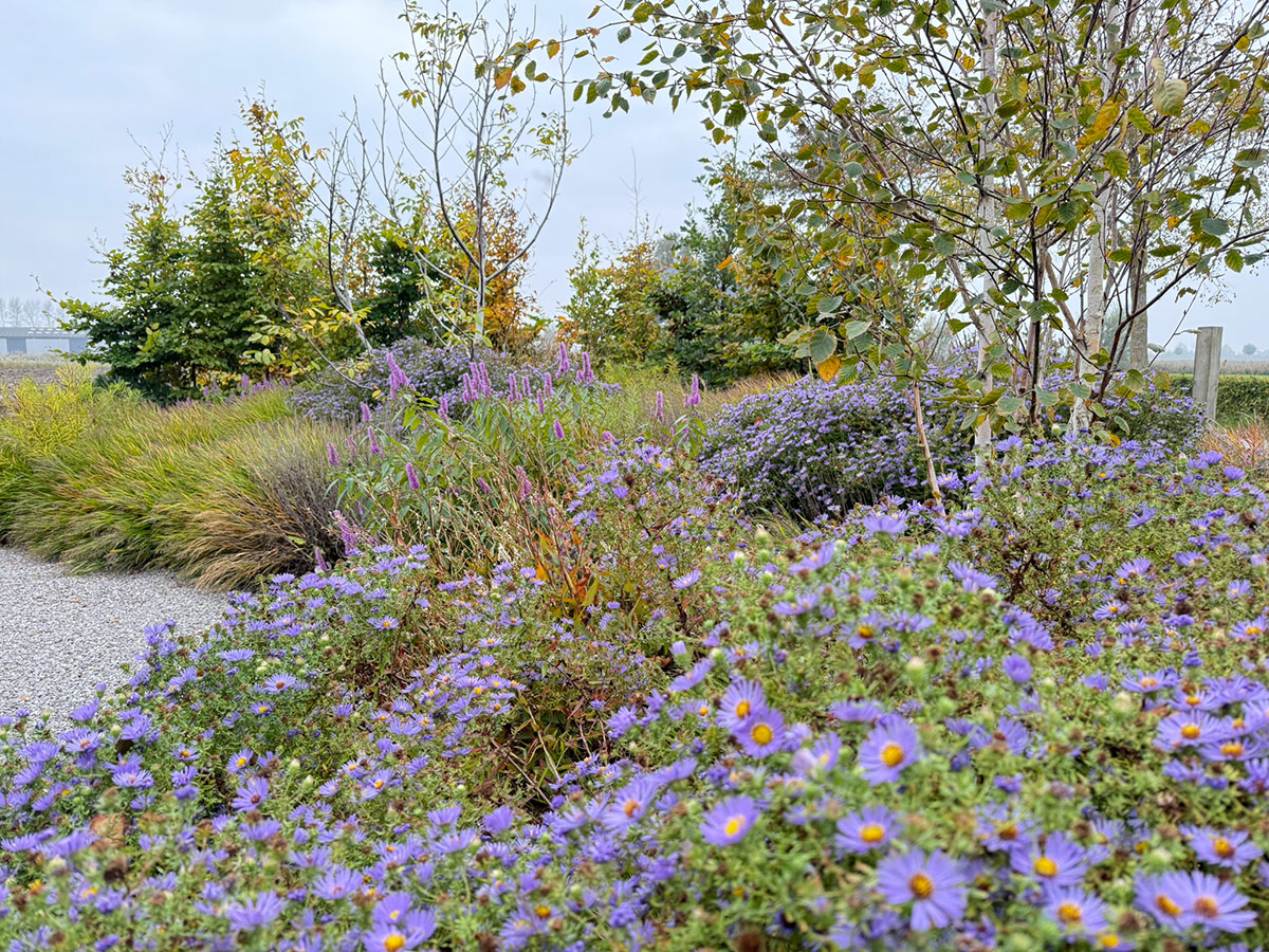 gpod on the road: tom de witte's new home garden in the netherlands 33 garden with purple flowers in the foreground