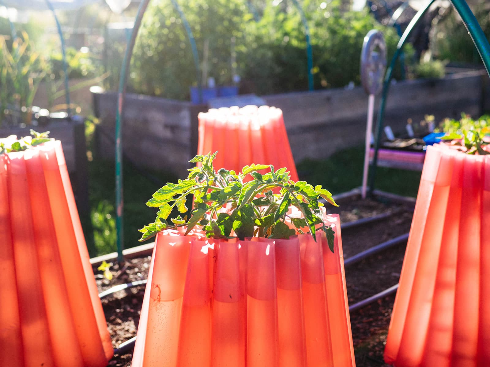 tomato plant growing out the top of a red water-filled plant protector
