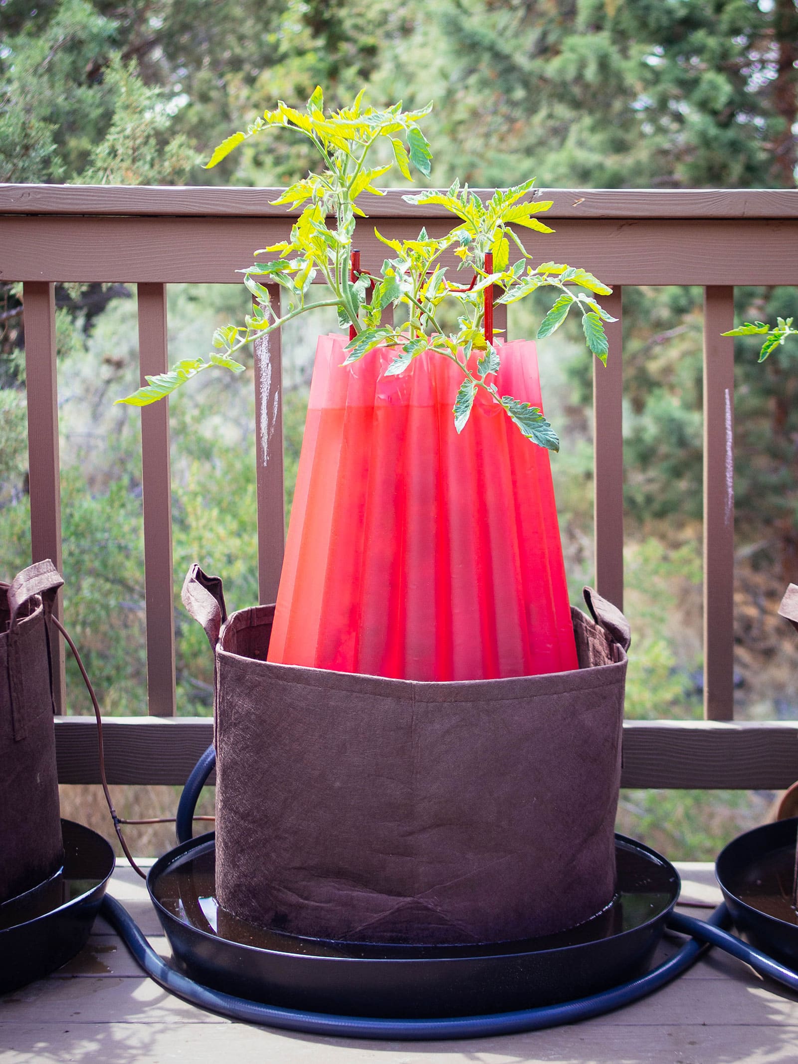tomato plant growing in a brown fabric pot with a red water teepee for frost protection