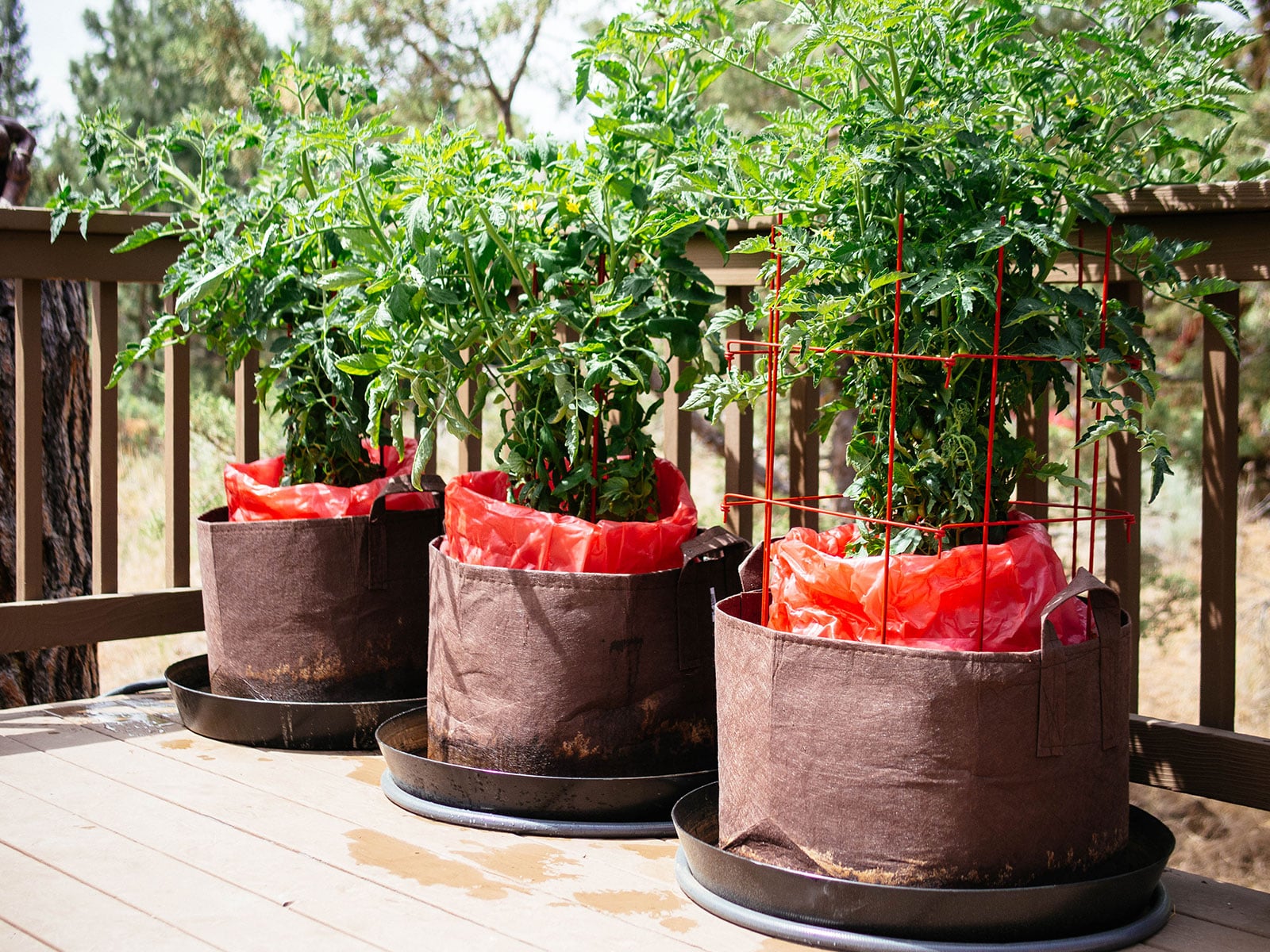 three large potted tomato plants with red tomato teepees folded down around the base