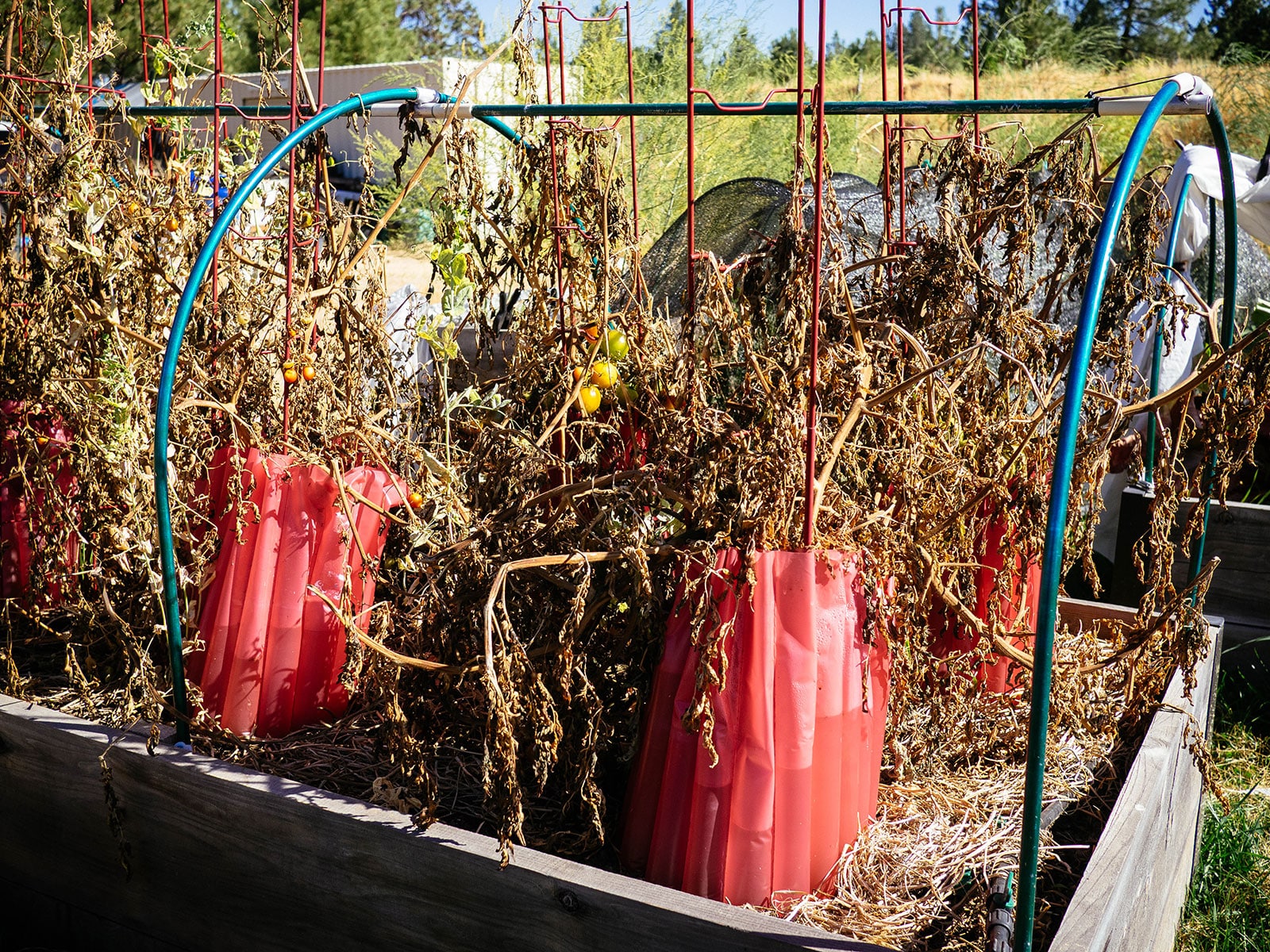 dead end-of-season tomato plants enclosed with red walls o water