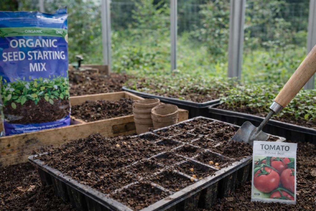 start tomato seeds