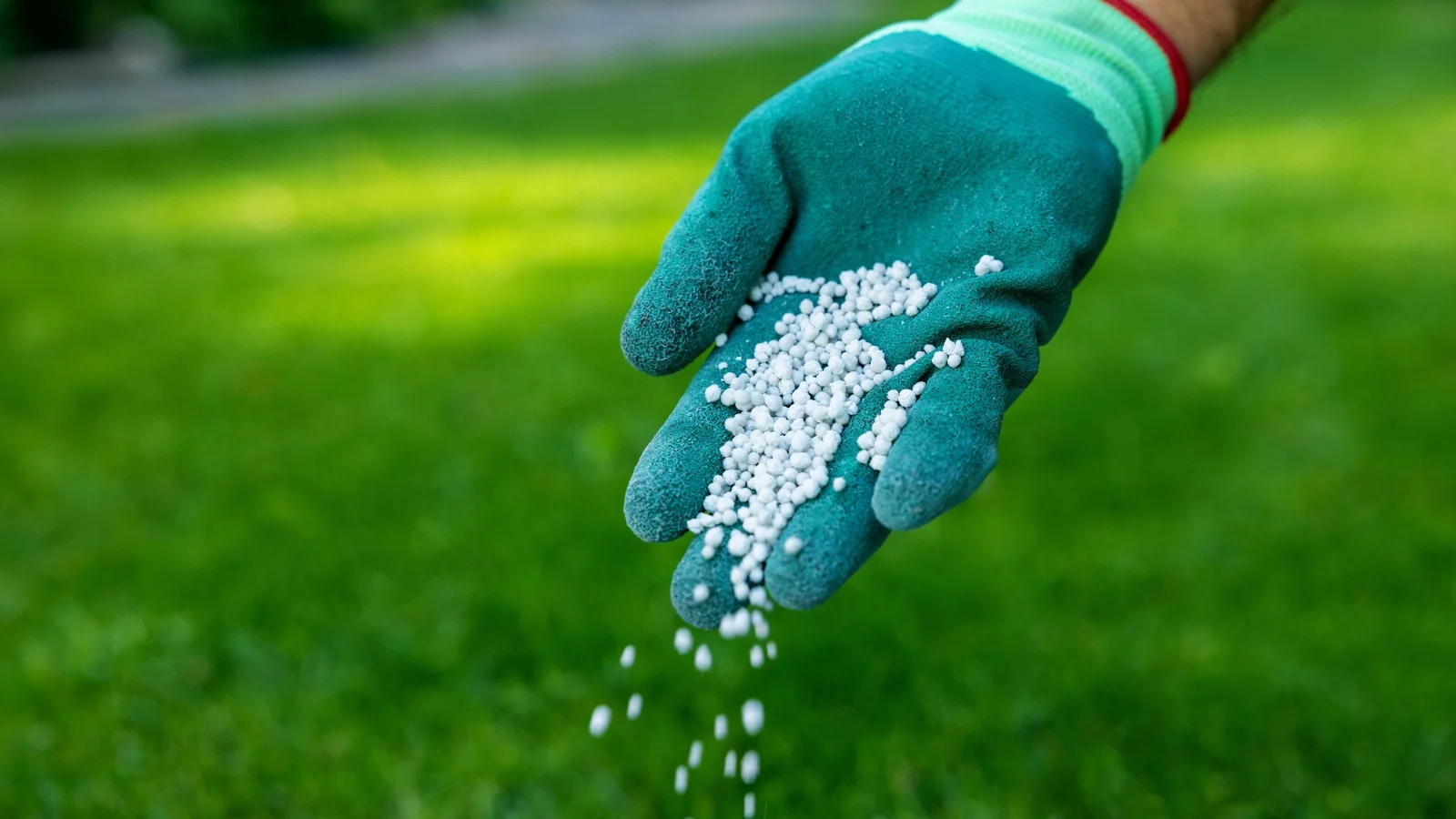 gloved hand sprinkling small white granular fertilizer pellets onto a thick patch of bright green grass.