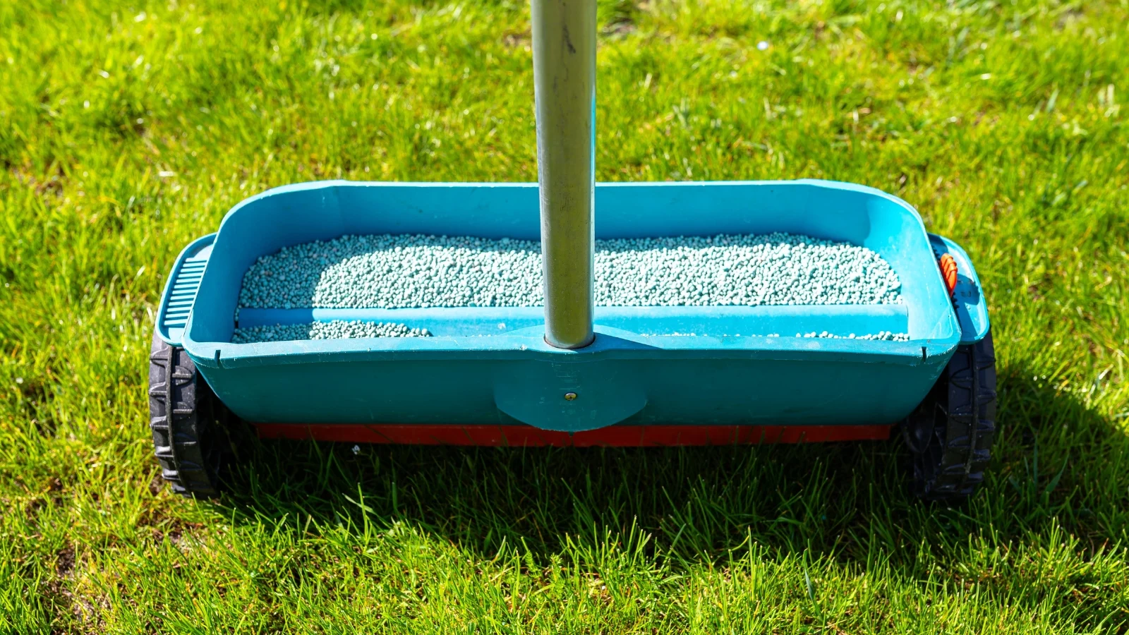 close-up of a manual grass seeder filled with granular grass fertilizer on a green area in a sunny garden.