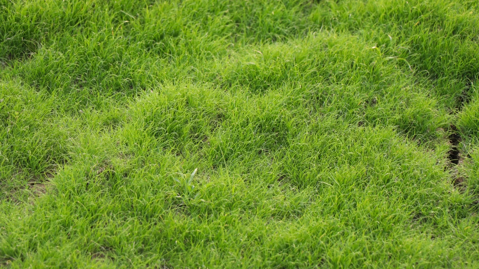 a close-up of a dense, lush grass with fine, deep green blades forming a smooth, even surface.