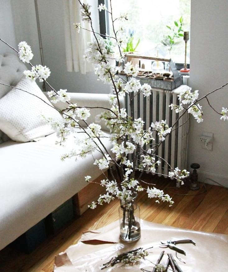 branches bloom indoors