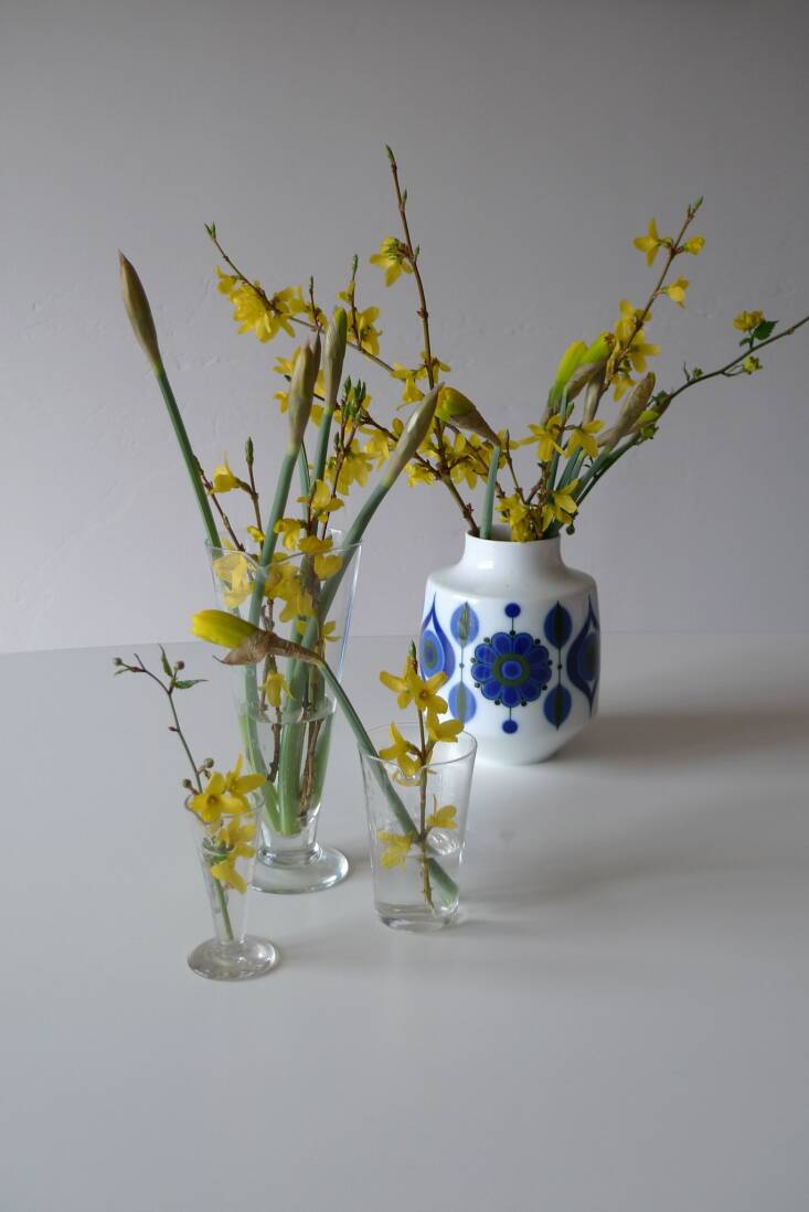 sunny forsythia. photograph by the_moog via flickr.