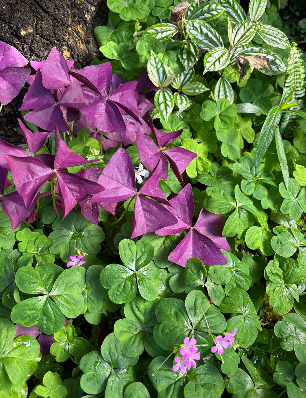 purple clover with bright green clover