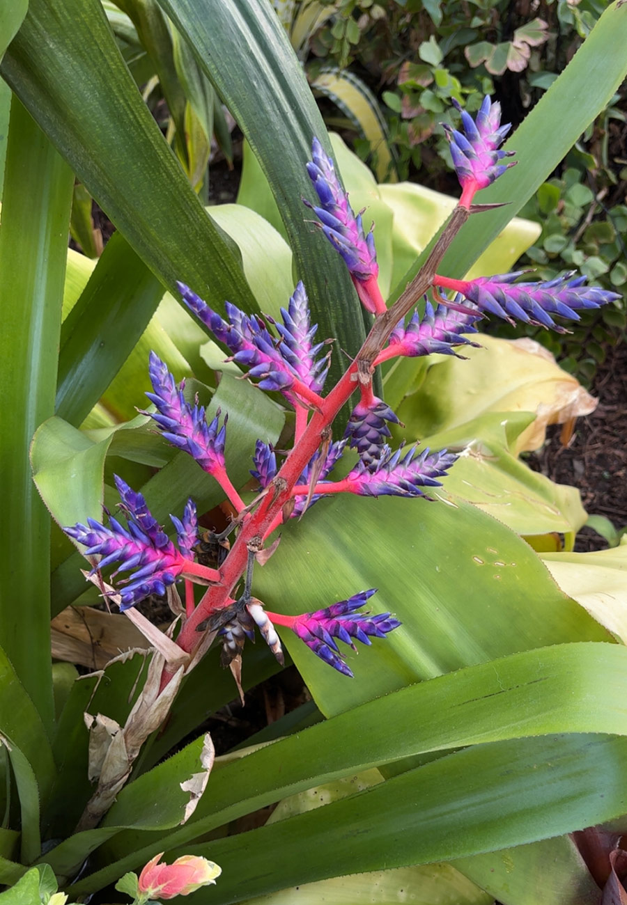 weird brightly colored flower